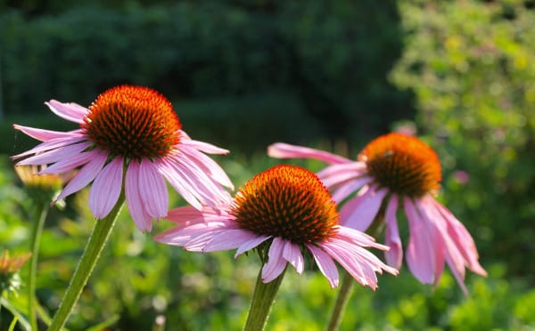 echinacea plants